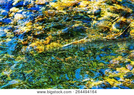 Salmon Blue Green Yellow Reflection Water Abstract Issaquah Creek At Salmon Hatchery Issaquah Washin