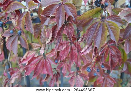 Beautiful Wild Grapes Plant In The Garden