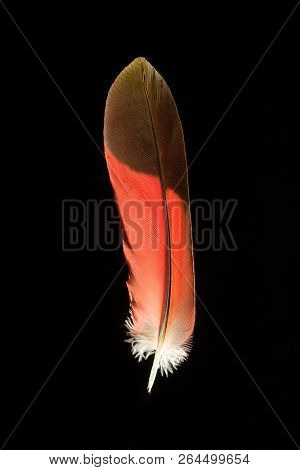 Colorful  Red Parrot Bird Feather On Black