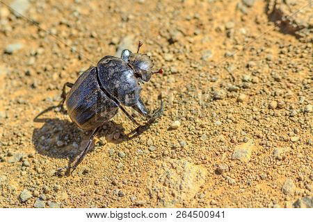 Closeup Of One Dung Beetle While Walking On Arid Land In Natural Habitat, South Africa. Blurred Back