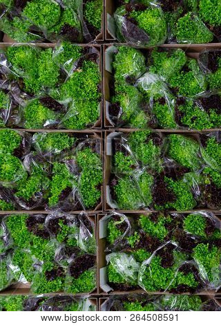 Cold Storage Of Fresh Packed Green And Red Oak Lettuce In  Boxes In Big Warehouse