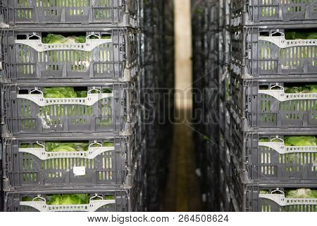 Cold Storage Of Fresh Packed Vegetables In Plastic Boxes In Big Warehouse