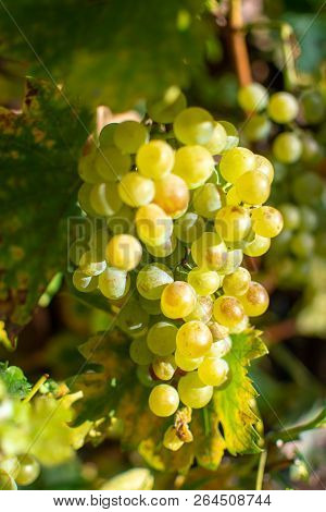 New Harvest Of White Wine Grape Riesling
