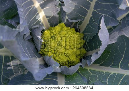 Organic Ripe Green Romanesco Broccoli Or Roman Cauliflower, Broccolo Romanesco, Romanesque Cauliflow