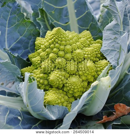 Organic Ripe Green Romanesco Broccoli Or Roman Cauliflower, Broccolo Romanesco, Romanesque Cauliflow