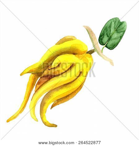 Exotic Tropical Plant Wild Fruit In A Watercolor Style Isolated.