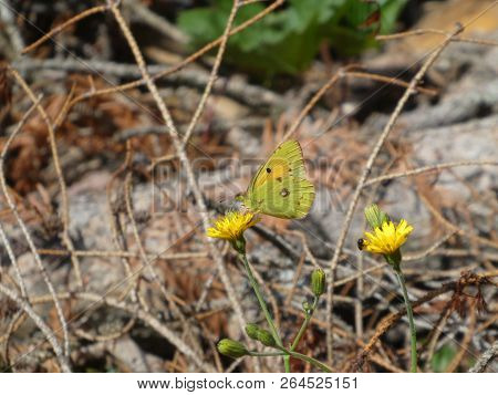 Golden Eight Butterfly Yellow In The Mountains Of Italy