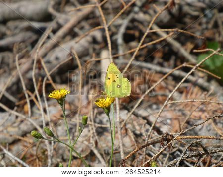 Golden Eight Butterfly Yellow In The Mountains Of Italy