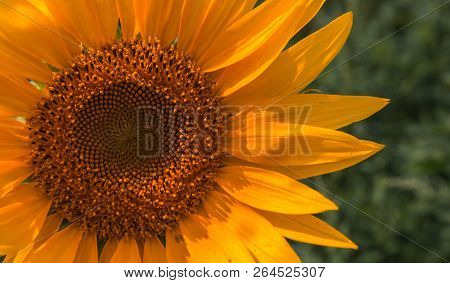 Sunflower Summer Flower Close-up. Agroculture And Harvest.