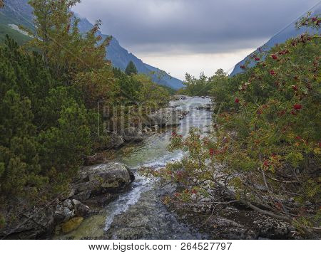 View On Wild River Stream With Boulders, Autumn Colored Rowan Tree And Moody Sky At Mountain Valley 