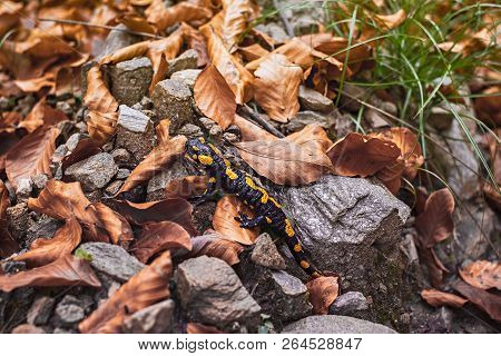 Europaean Fire Salamander (salamandra Salamandra) Romania, Sibiu County