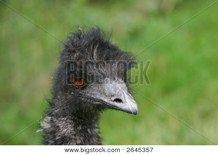 Emu