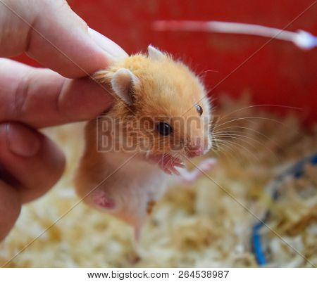 Hamster In Hand. Hamster Hold The Scruff. Hamster Held With Fingers.