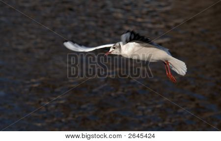 Flying Gull