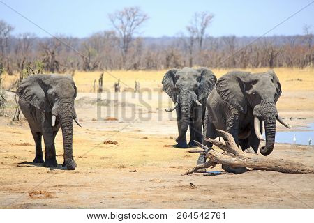 Three Large Bull Elephants Walking Across The Dry Dusty Plains With A Natural Bush Background Agains