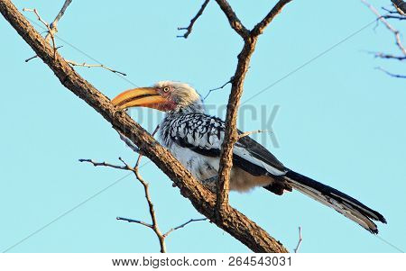 Southern Yellow Billed Hornbill - Tockus Leucomelas - In Perched In A Tree With A Clear Blue Sky Bac