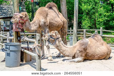 Couple Of Indian Camels Having Rest, Aka Camelus Dromedarius