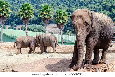 A Group Of Elephants Waiting For Food In A Zoo