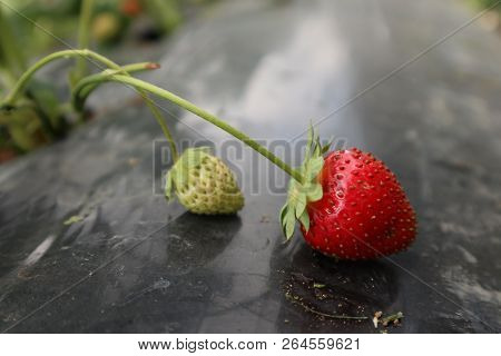 Strawberry Garden In The Highlands, Bedugul Bali