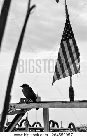 This Flag And Bird Were At An Airboat Dock In Everglades Parkn In Florida