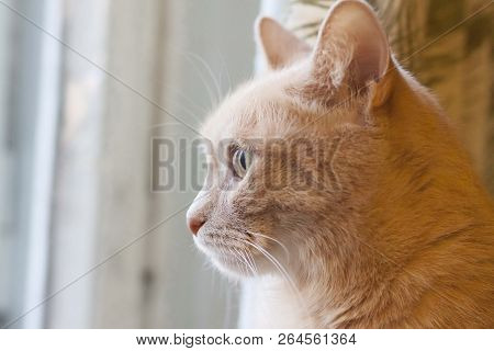 Look Light Red Cat Sitting On Background Of Green Curtains.