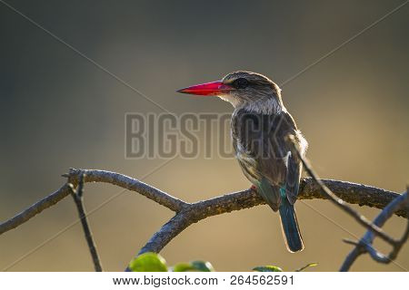 Brown Hooded Kingfisher In Kruger National Park, South Africa ; Specie Halcyon Albiventris Family Of