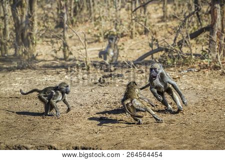 Chacma Baboon In Kruger National Park, South Africa ; Specie Papio Ursinus Family Of Cercopithecidae
