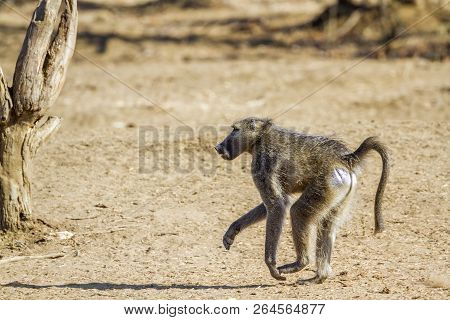 Chacma Baboon In Kruger National Park, South Africa ; Specie Papio Ursinus Family Of Cercopithecidae