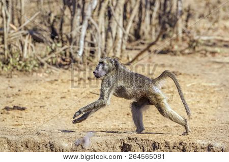 Chacma Baboon In Kruger National Park, South Africa ; Specie Papio Ursinus Family Of Cercopithecidae