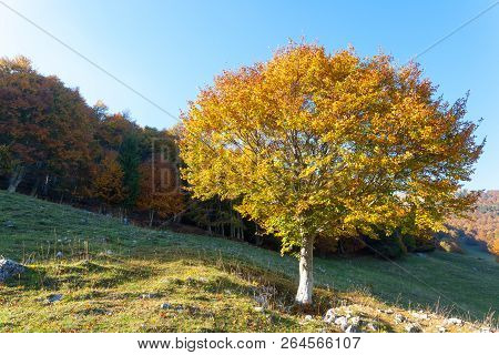 Trees In Autumn Season Background. Autumn Lansdscape