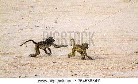 Chacma Baboon In Kruger National Park, South Africa ; Specie Papio Ursinus Family Of Cercopithecidae
