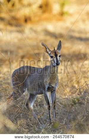 Common Duiker In Kruger National Park, South Africa ; Specie Sylvicapra Grimmia Family Of Bovidae