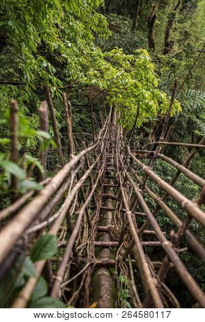 Living roots bridge near Nongriat village, Cherrapunjee, Meghalaya, India. This bridge is formed by training tree roots over years to knit together.