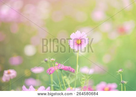 Beautiful Pink And Colorful Flower Field,blur Flowers  For Background,cosmos Flowers Background In V