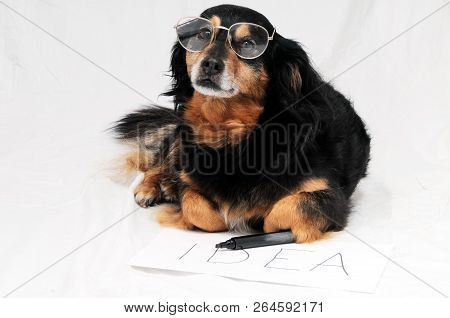 Dog In Front Of White Background, Beautiful Photo Digital Picture
