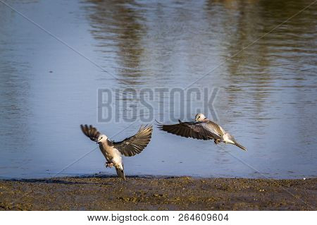 Ring-necked Dove In Kruger National Park, South Africa ; Specie Streptopelia Capicola Family Of Colu