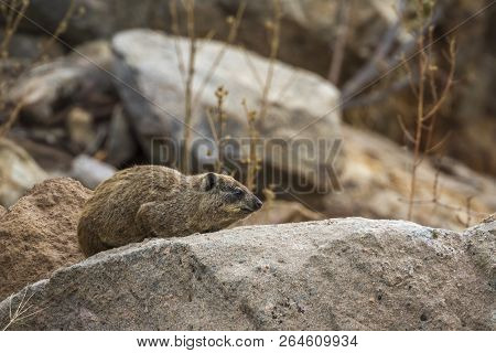 Rock Hyrax In Kruger National Park, South Africa ; Specie Procavia Capensis Family Of Procaviidae