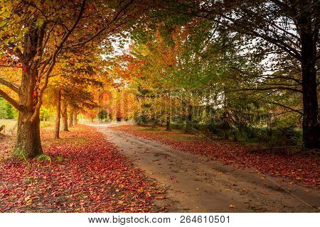 Autumn In The Mountains