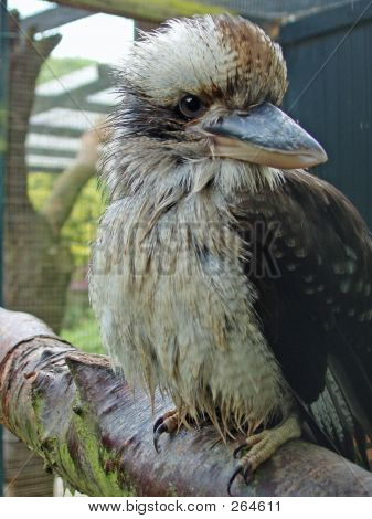 Kookaburra øjne lige