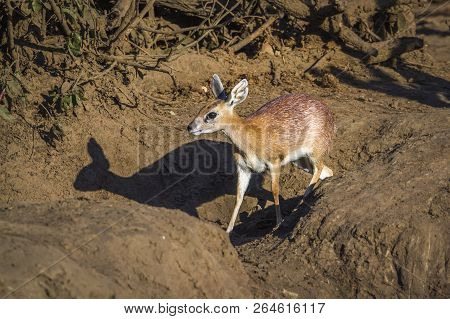 Sharpe Grysbok In Kruger National Park, South Africa ; Specie Raphicerus Sharpei Family Of Bovidae