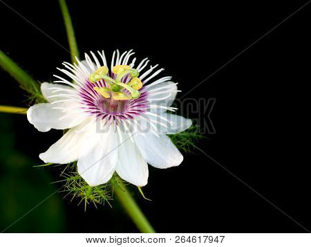 Close Up A Flower On Black Background. Passiflora Foetida L. Have Beta Carotene Helps Prevent Cancer