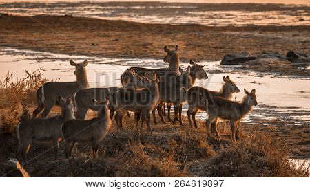 Common Waterbuck In Kruger National Park, South Africa ; Specie Kobus Ellipsiprymnus Family Of Bovid