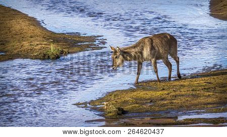 Common Waterbuck In Kruger National Park, South Africa ; Specie Kobus Ellipsiprymnus Family Of Bovid
