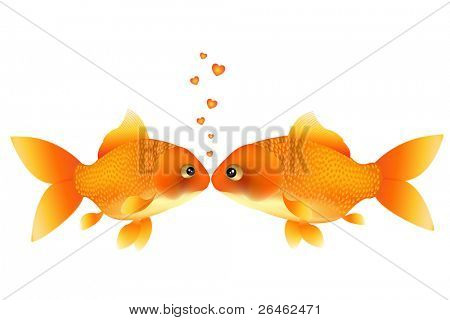 Dva Goldfishes, líbání, izolovaných na bílém