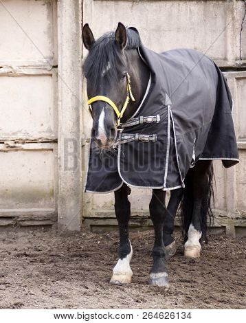 Black Horse With A White Groove On The Face, In A Yellow Halter And A Black Blanket On The Backgroun