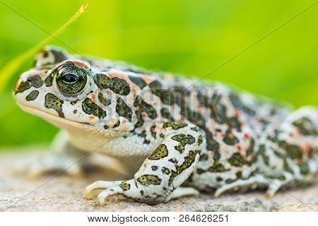 Green Toad Portrait Sitting On Stone, Close-up