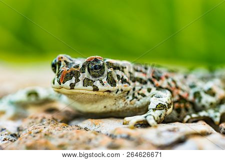 Green Toad, Bufotes Viridis, Sitting On Stone