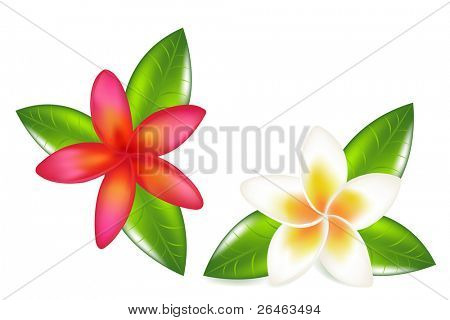 Fragipani สองกับใบไม้ แยกต่างหากบนพื้นสีขาว