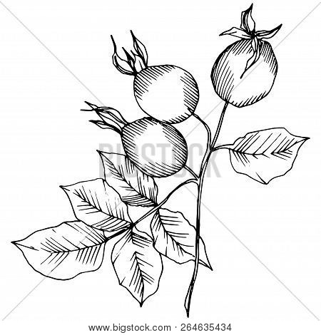 Wildflower Rosa Canina In A Vector Style Isolated. Black And White Engraved Ink Art.