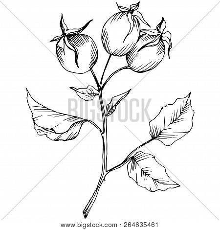Wildflower Rosa Canina In A Vector Style Isolated. Black And White Engraved Ink Art.
